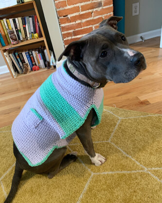 Casual Friday Dog Sweater