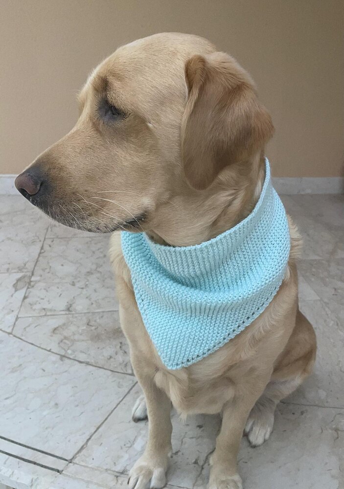 Knitted on sale dog bandana