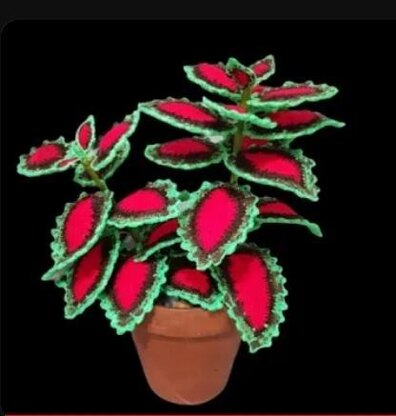 Crochet Coleus plant