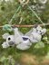 Koala Hanging Basket