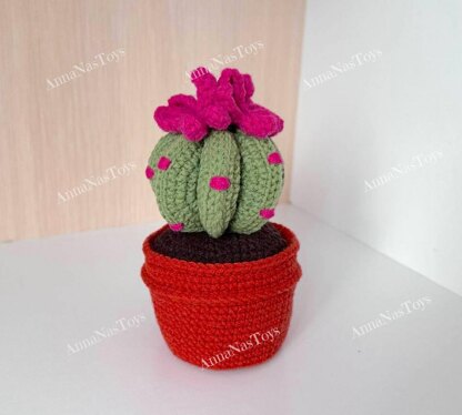 Cactus in a pot