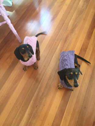 Daschund coats