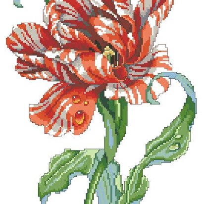 Striped Parrot Tulip - PDF