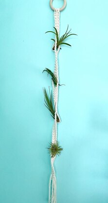 Tillandsia Garden Hanger