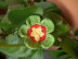 100 Flowers to Knit and Crochet