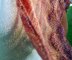 Painted Plumes