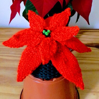 Christmas Poinsettia - Chocolate Orange Cover