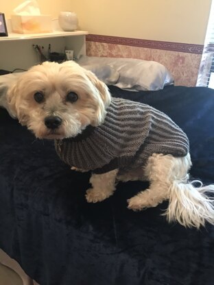 Buddy’s Jumper