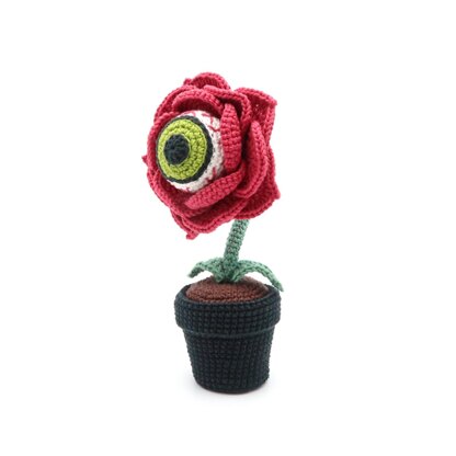 Eyeball Rose Flower in Pot