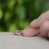 FREE Mini Turtle