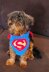Super Pet Costume