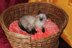 Cat Basket Fluffy Cushion (Pillow)
