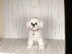 Maltese Puppy
