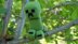 Creeper with Baby