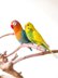 Fischer's Lovebird
