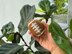 Hacky Sack Crochet Pattern: Baseball, Basketball, Rugby