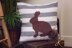 Fluffy Bunny Knit Pillow Cover