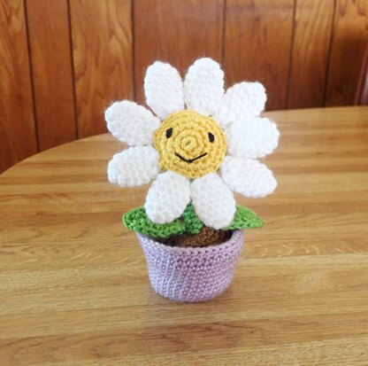 Potted Daisy