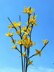 Easter tree yellows bells flower twig Forsythia spring flower