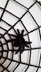 Spider web dream catcher