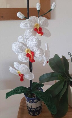 Crochet Moth Orchid