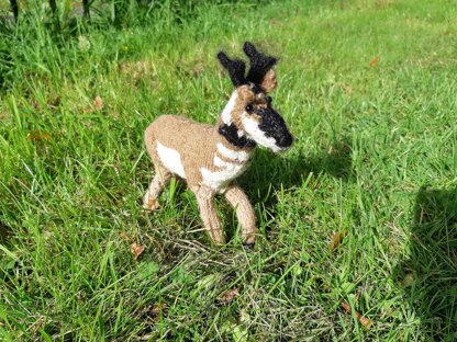 Pronghorn