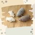 Seal family