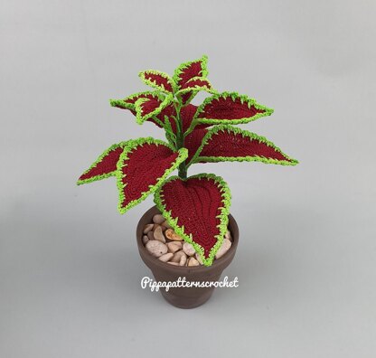 Coleus Red