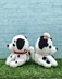 Dalmatian Couple