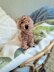 Poodle Plush