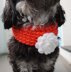Crochet Pattern For The Dog Loop "Red with Rose" (customizable)