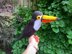 Terri the Toucan