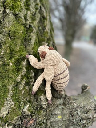 Cicada Nymph