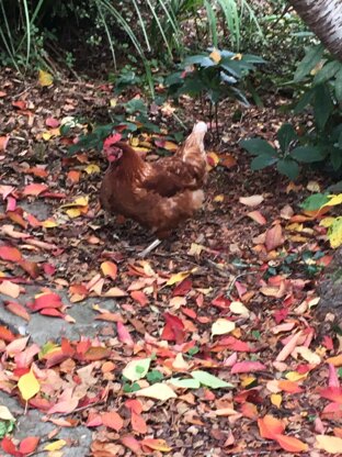 The Backyard Chooks Beanie