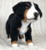 Bernese Mountain Dog Crochet