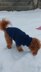 Dog Sweater Charlie No.1