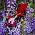 Elemental Fish - Wind, Love, & Earth