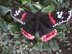 Red Admiral Butterfly