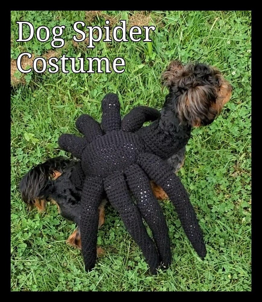 Black dog shop in spider costume