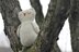 Dreamy Owl