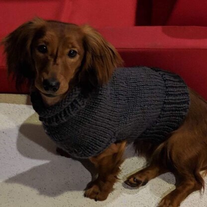 dog jumper