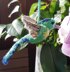 In-house bird watching: hummingbirds