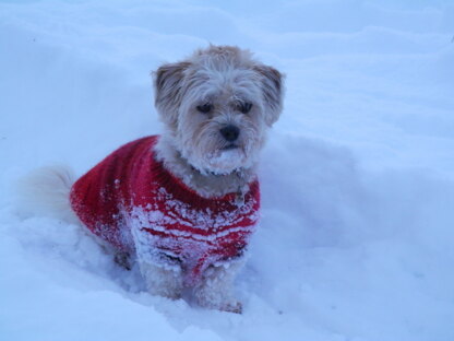 Proud puppy dog sweater for Tikka