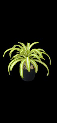 Crochet Spider plant pattern