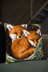 Vervaco Foxes Cushion Cross Stitch Kit - 40cm x 40cm