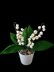 Crochet Lily of valley flowers