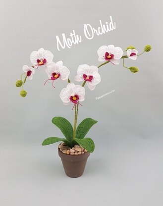 Moth Orchid