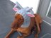 Reindeer Dog Hat with a Tassel