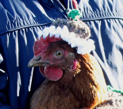 "Christmas Pudding" Chicken Coat With Matching Hat