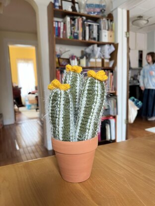 Column Cacti